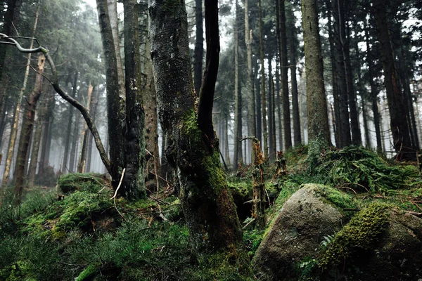 Vacker Bild Skog Omgiven Träd — Stockfoto