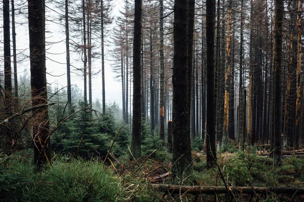 Belo Tiro Uma Floresta Cercada Por Árvores — Fotografia de Stock