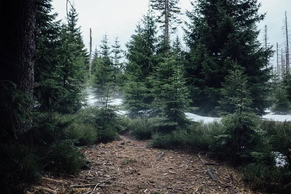 Vackert Landskap Med Dimmig Skog Naturbakgrund — Stockfoto