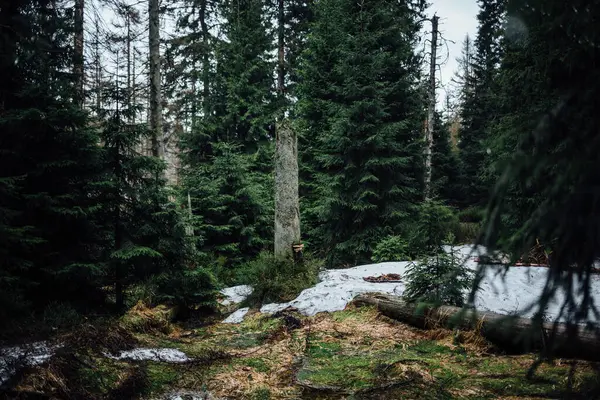 Een Prachtige Opname Van Een Bos Omringd Door Bomen — Stockfoto