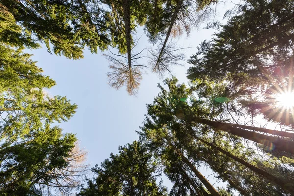 Dağlarda çam ağaçları. Doğa arkaplanı