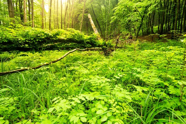 Красивый Снимок Леса Окруженного Деревьями — стоковое фото
