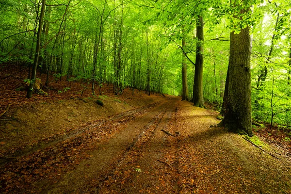 Piękne Ujęcie Lasu Otoczonego Drzewami — Zdjęcie stockowe