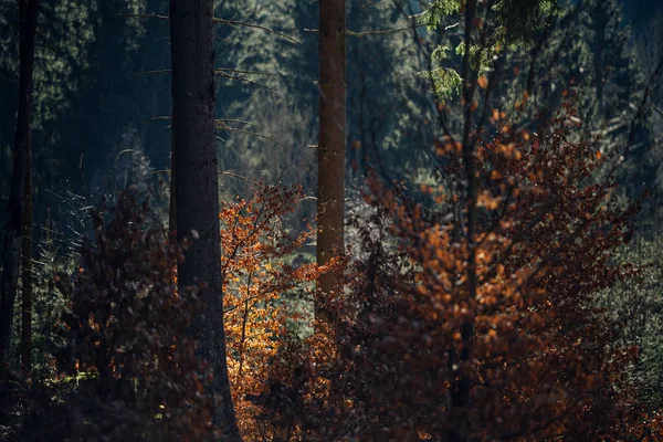 Prachtig Herfstbos Bergen Natuur Achtergrond — Stockfoto