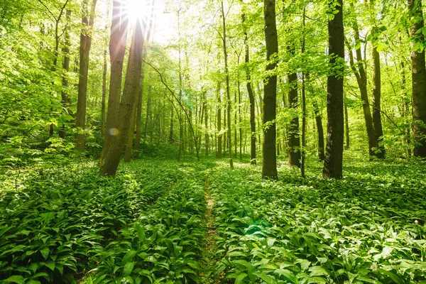 Una Hermosa Foto Bosque Rodeado Árboles — Foto de Stock