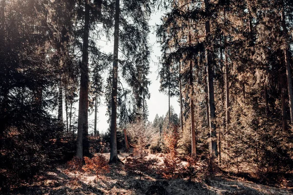 Belo Tiro Uma Floresta Cercada Por Árvores — Fotografia de Stock