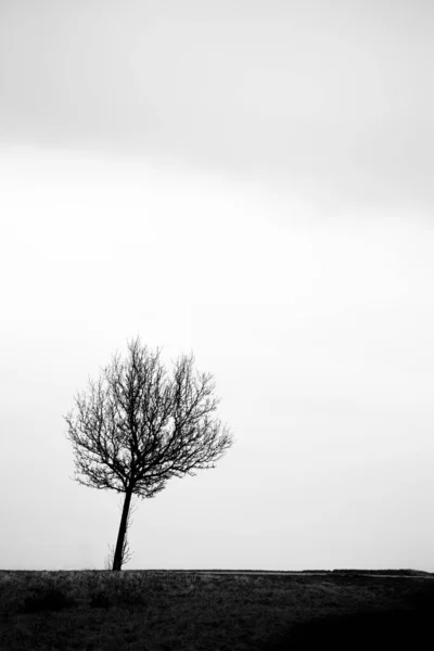 Arbre Noir Solitaire Sur Champ Hiver — Photo