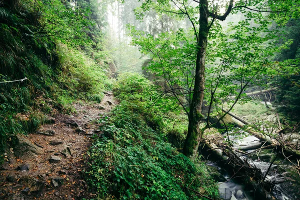 Ağaçlarla çevrili güzel bir orman görüntüsü. 