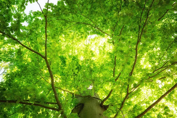 Green Leaves Forest Nature Background — Stock Photo, Image