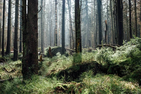 Dark Forest Fog Summer Nature Background Stock Image