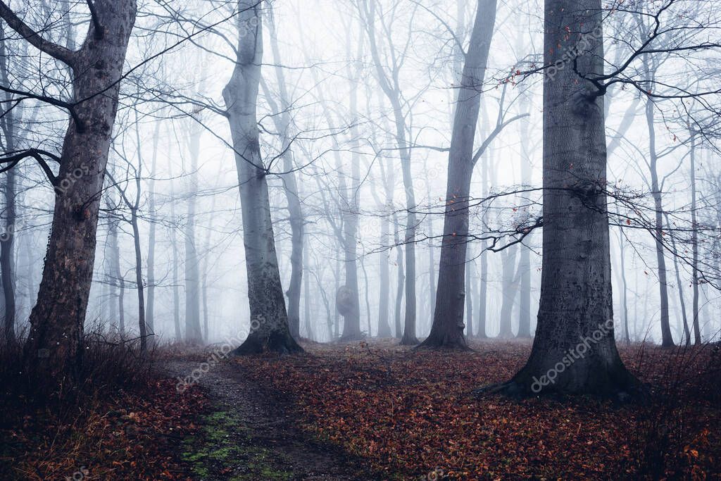 dark misty forest in autumn. Beautiful nature background