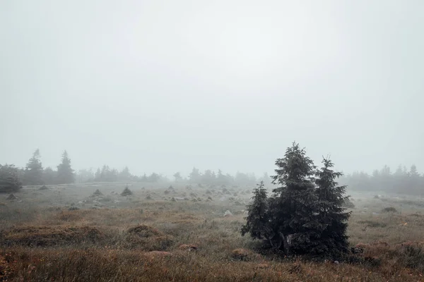 Mistige Ochtend Het Herfstbos Natuur Achtergrond — Stockfoto