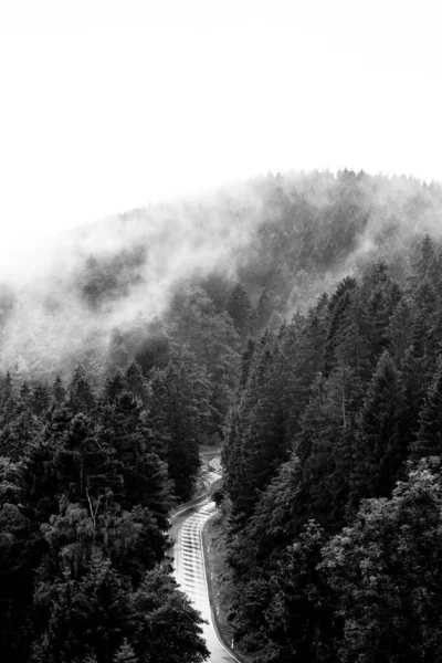 Чорно Біле Фото Красивого Туманного Лісу — стокове фото
