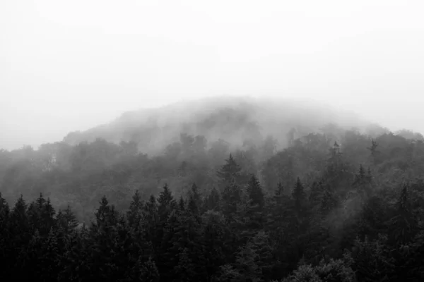 Czarno Białe Zdjęcie Pięknego Mglistego Lasu — Zdjęcie stockowe