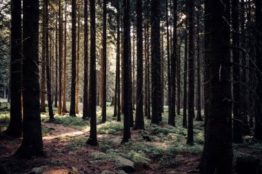 Güneşli sonbahar ormanı arka plan görüntüsü