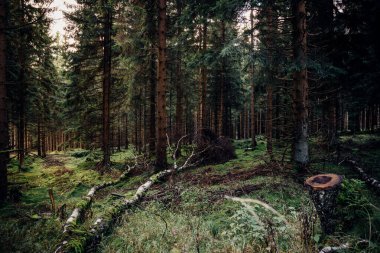 Ormandaki güzel ağaçlar. Doğa arkaplanı
