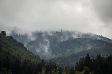 Sisli ormanlı güzel bir manzara. Doğa arkaplanı
