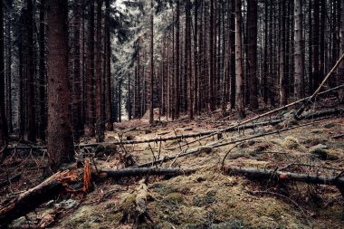 Sonbaharda çam ormanı. Doğa arkaplanı
