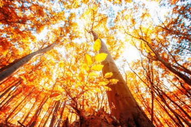 Ormanın renkli sonbahar renkleri ve orman zemininde yapraklar, Harz Milli Parkı