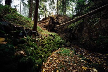 Yosunlu karanlık gizemli orman