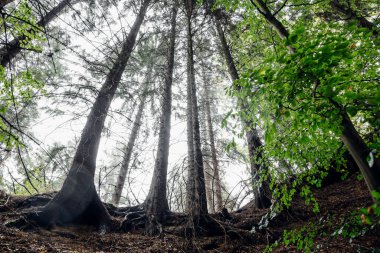 Ormanın renkli sonbahar renkleri ve orman zemininde yapraklar, Harz Milli Parkı