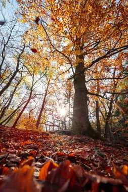 Ormanın renkli sonbahar renkleri ve orman zemininde yapraklar, Harz Milli Parkı