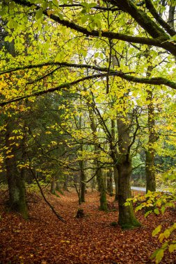 Ormanın renkli sonbahar renkleri ve orman zemininde yapraklar, Harz Milli Parkı