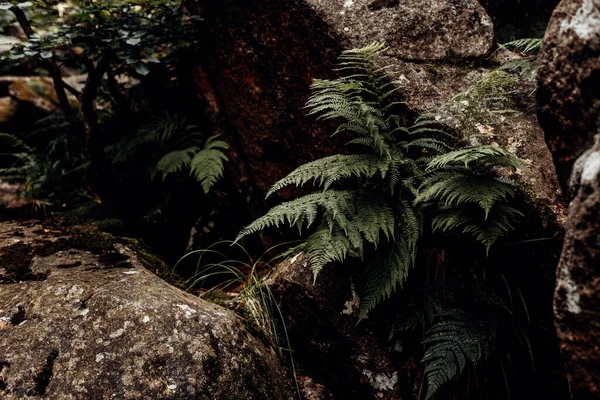 Зеленые Листья Папоротника Растут Темном Лесу — стоковое фото