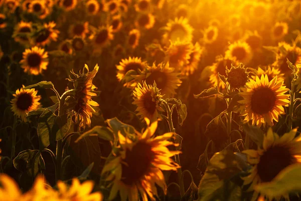 Romantischer Sonnenuntergang Über Sonnenblumenfeld — Stockfoto