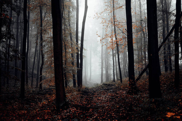 Misty foggy forest in season autumn