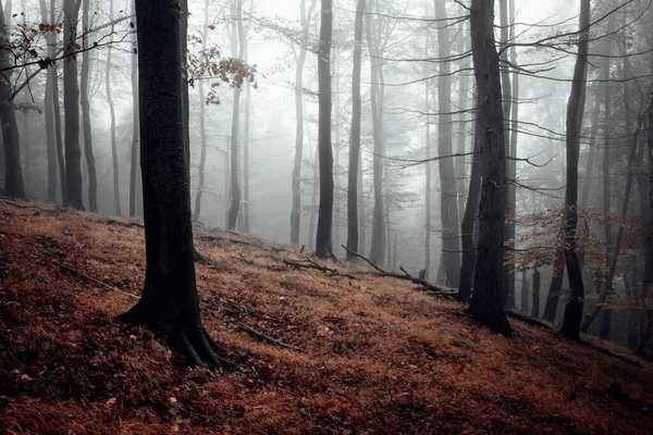 Туманный Лес Сезон Осени — стоковое фото