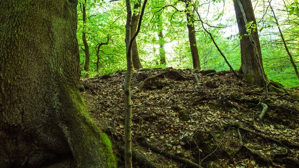 森の中の緑色のモス 自然の背景 — ストック写真