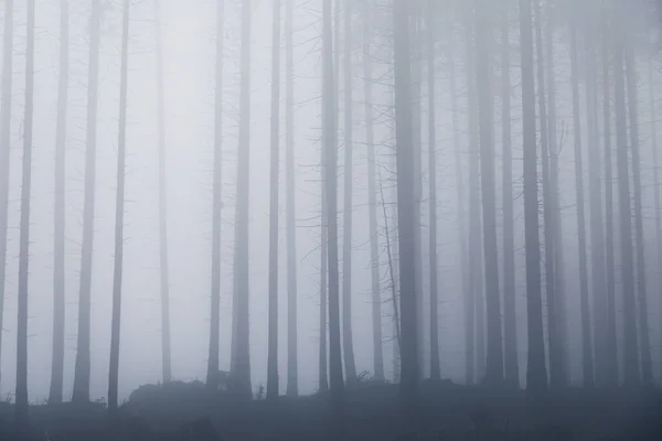Tmavý Mlhavý Les Stromy Mlhou — Stock fotografie