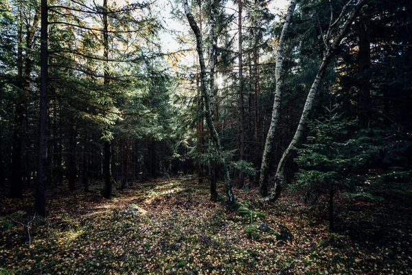 바닥에 다채로운 Harz — 스톡 사진