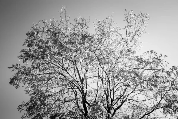 Silueta Árbol Imagen Blanco Negro — Foto de Stock