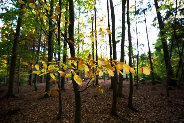 Kolorowe Jesienne Kolory Lasu Liści Leśnej Podłodze Park Narodowy Harz — Zdjęcie stockowe