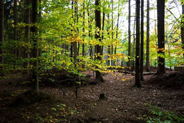 Барвисті Осінні Кольори Лісу Листя Лісовій Підлозі Національний Парк Харц — стокове фото