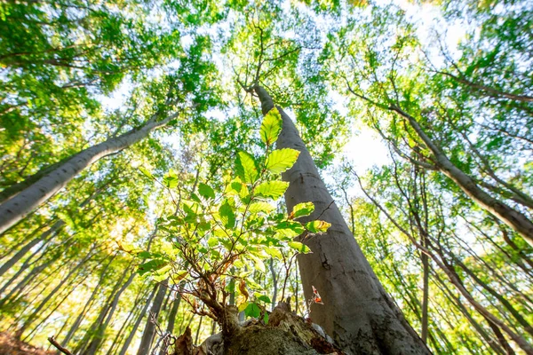 Exuberantes Copas Árboles Verdes Con Mucho Sol Luz Perspectiva Desde — Foto de Stock