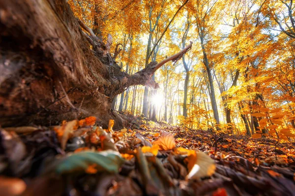 Красочные Осенние Цвета Леса Листья Лесной Подстилке Национальный Парк Гарц — стоковое фото