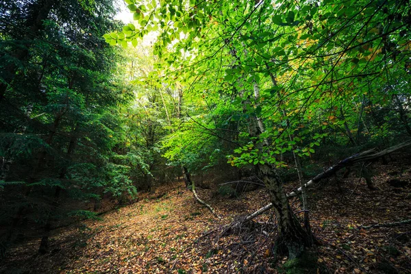 Zielony Las Mieszany Górach Harz — Zdjęcie stockowe