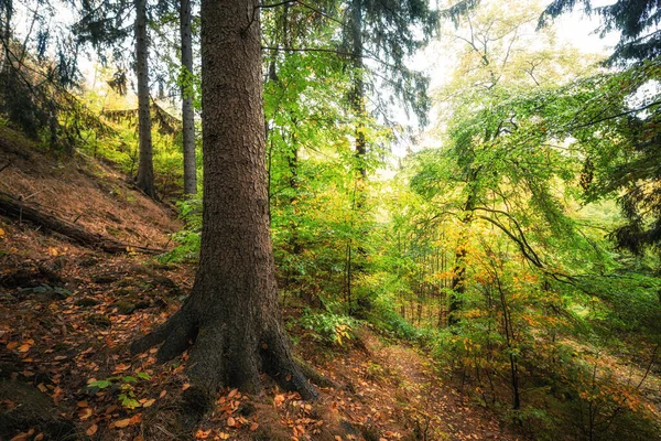 Kolorowy Jesienny Las Mieszany Świerkiem Bukiem Górach Harz — Zdjęcie stockowe