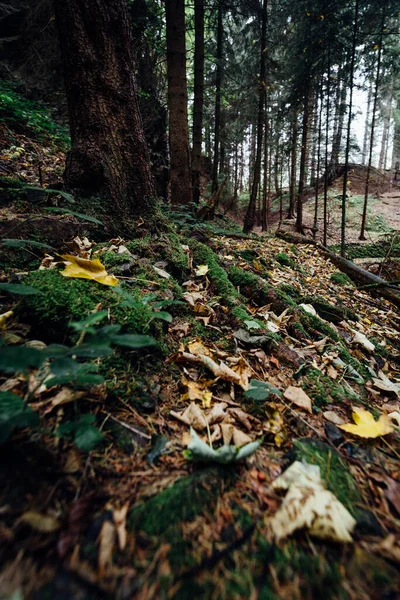 森の床にある森と葉のカラフルな秋の色 ハーツ国立公園 — ストック写真