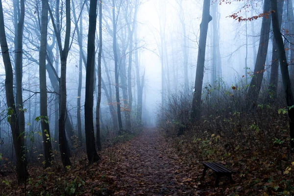 Vue Arrière Plan Forêt Brumeuse Sombre — Photo