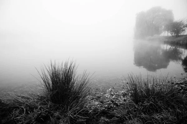 朝から木々と霧の湖 黒と白の画像 — ストック写真
