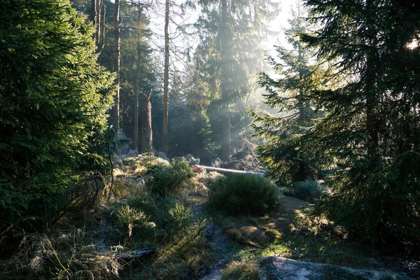 Ścieżka Między Drzewami Lesie — Zdjęcie stockowe