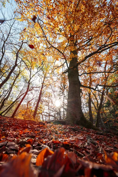 Kolorowe Jesienne Kolory Lasu Liści Leśnej Podłodze Park Narodowy Harz — Zdjęcie stockowe