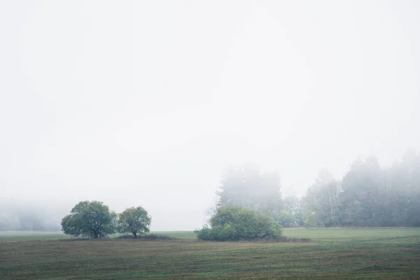 森林和田野间的雾 — 图库照片
