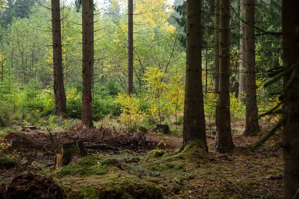 Kolorowe Jesienne Kolory Lasu Liści Leśnej Podłodze Park Narodowy Harz — Zdjęcie stockowe