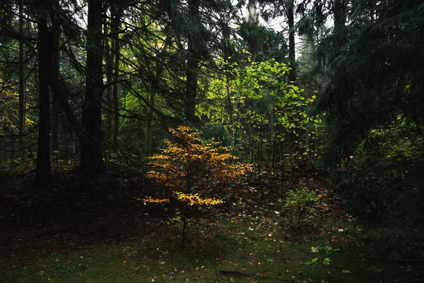 Kleurrijke Herfstkleuren Van Het Bos Bladeren Bosbodem Het Harz National — Stockfoto