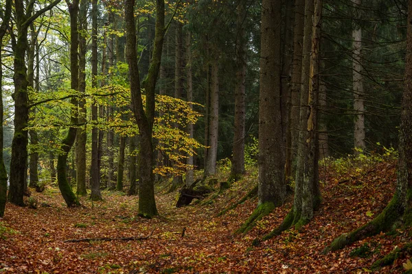 Ormanın Renkli Sonbahar Renkleri Orman Zemininde Yapraklar Harz Milli Parkı — Stok fotoğraf